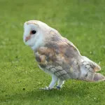 Medicina, civetta ferita salvata dalla Polizia locale e curata dalla LIPU: presto tornerà a volare