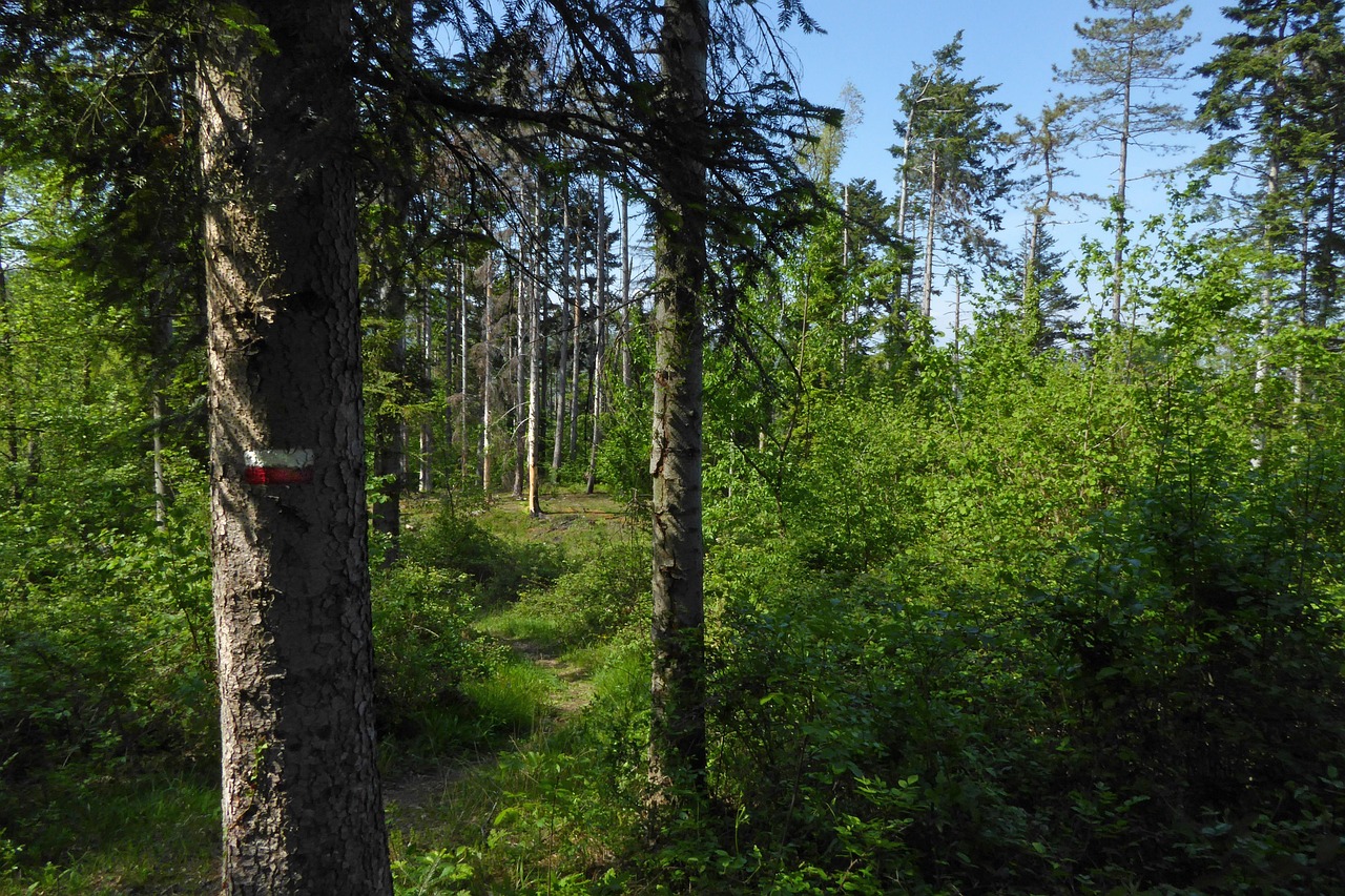 Tartufesta 2025: l’Appennino Bolognese celebra il tartufo