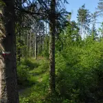 Tartufesta 2025: l’Appennino Bolognese celebra il tartufo
