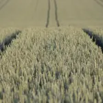 Emilia-Romagna, 60 milioni per l’agroindustria: il webinar di Confindustria