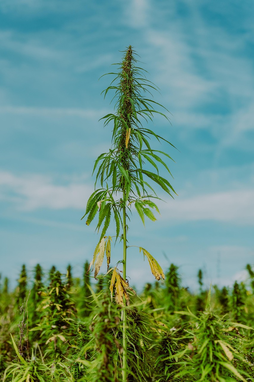 Arresto per droga a Bologna: sequestrati quattro chili di marijuana in via Marzabotto