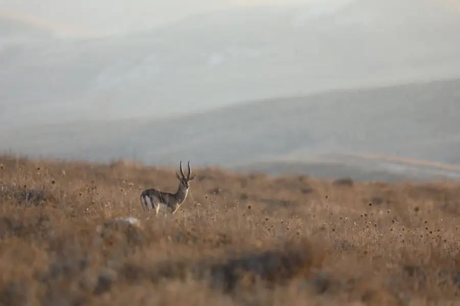 Finanziaria 2026 e aziende faunistico-venatorie: dal modello concessorio all’impresa multifunzionale