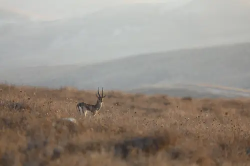 Finanziaria 2026 e aziende faunistico-venatorie: dal modello concessorio all’impresa multifunzionale