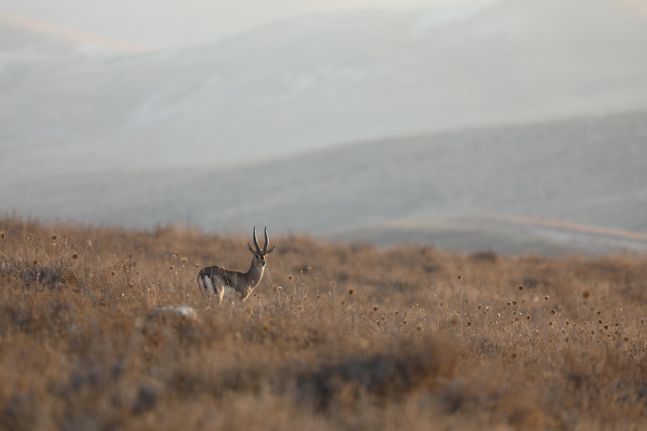 Finanziaria 2026 e aziende faunistico-venatorie: dal modello concessorio all’impresa multifunzionale