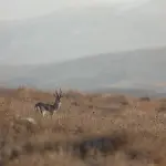 Finanziaria 2026 e aziende faunistico-venatorie: dal modello concessorio all’impresa multifunzionale