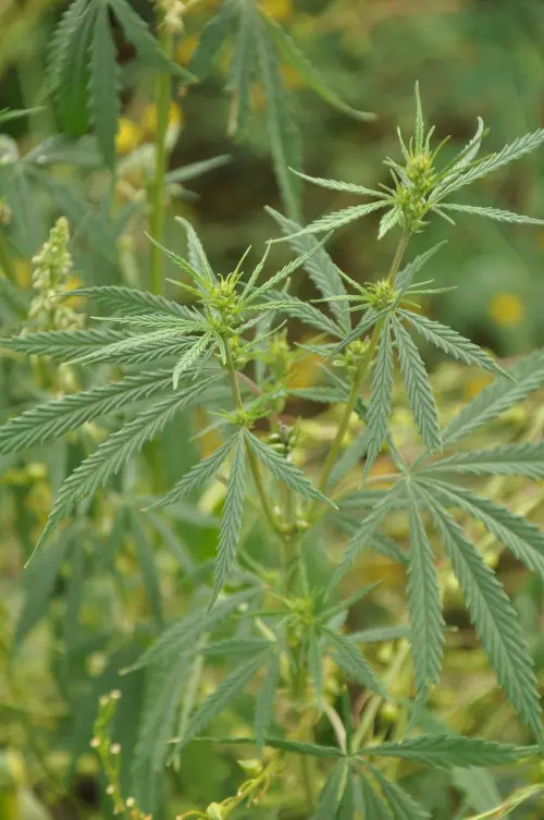 Spaccio di droga a Casalecchio di Reno: arrestato 24enne dopo giorni di pedinamenti