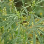 Spaccio di droga a Casalecchio di Reno: arrestato 24enne dopo giorni di pedinamenti