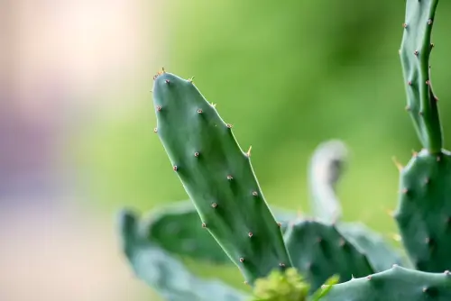 Piante più resistenti ai cambiamenti climatici