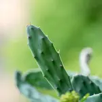 Piante più resistenti ai cambiamenti climatici