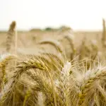 Fondo sovranità alimentare, domande entro il 17 aprile: contributi fino a 400 euro per ettaro