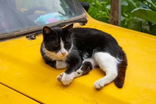 Gatto: guida completa a cura, salute e comportamento felino