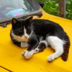 Gatto: guida completa a cura, salute e comportamento felino