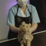 Sterilizzazione del gatto: benefici per la salute, costi e quando farla davvero