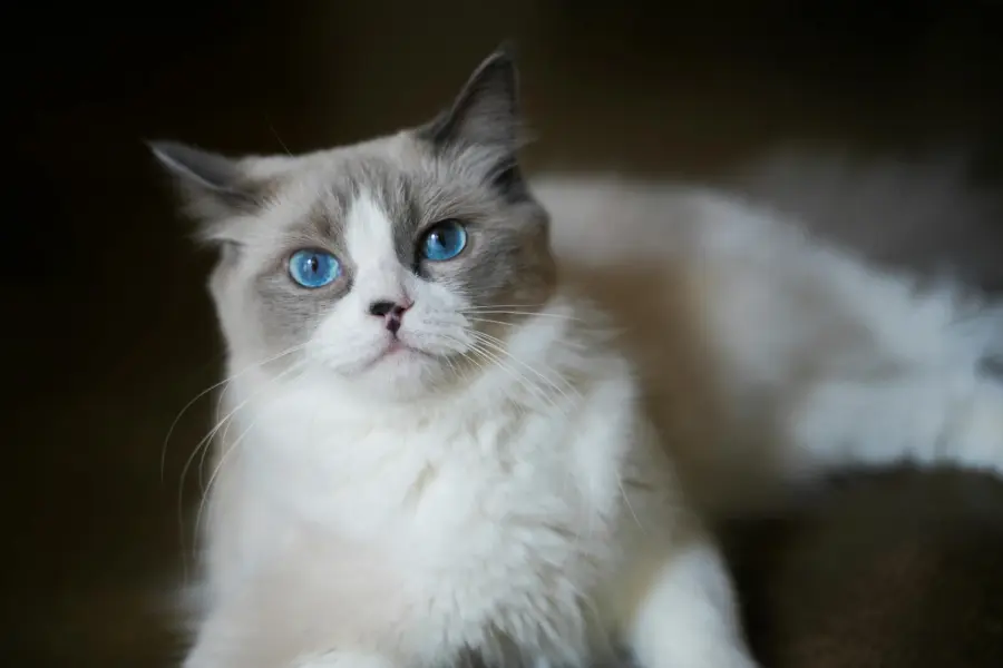 Gatto in appartamento: come arricchire l’ambiente e tenerlo attivo e felice