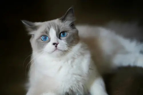 Gatto in appartamento: come arricchire l’ambiente e tenerlo attivo e felice