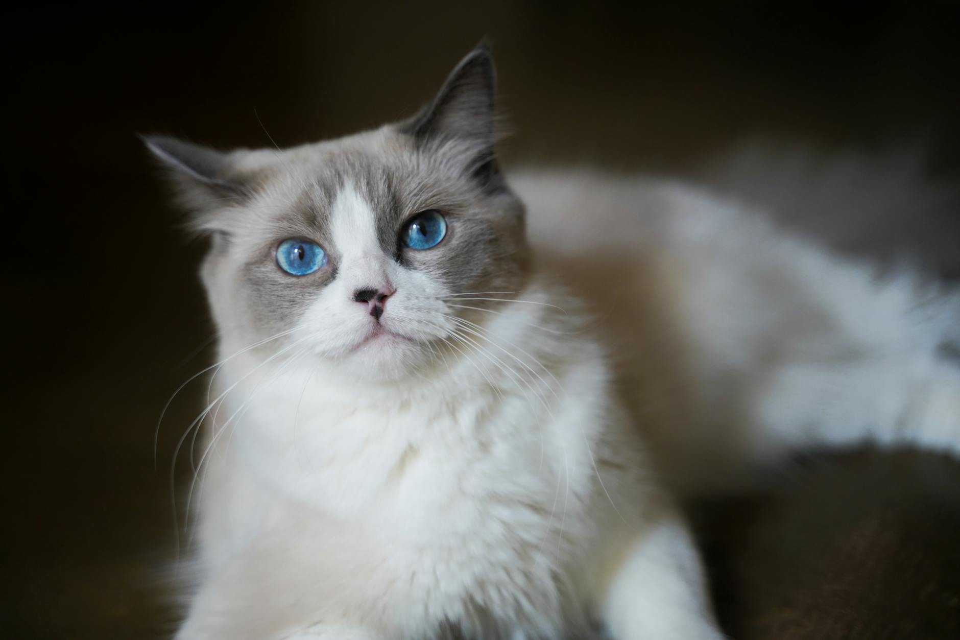 Gatto in appartamento: come arricchire l’ambiente e tenerlo attivo e felice