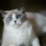 Gatto in appartamento: come arricchire l’ambiente e tenerlo attivo e felice