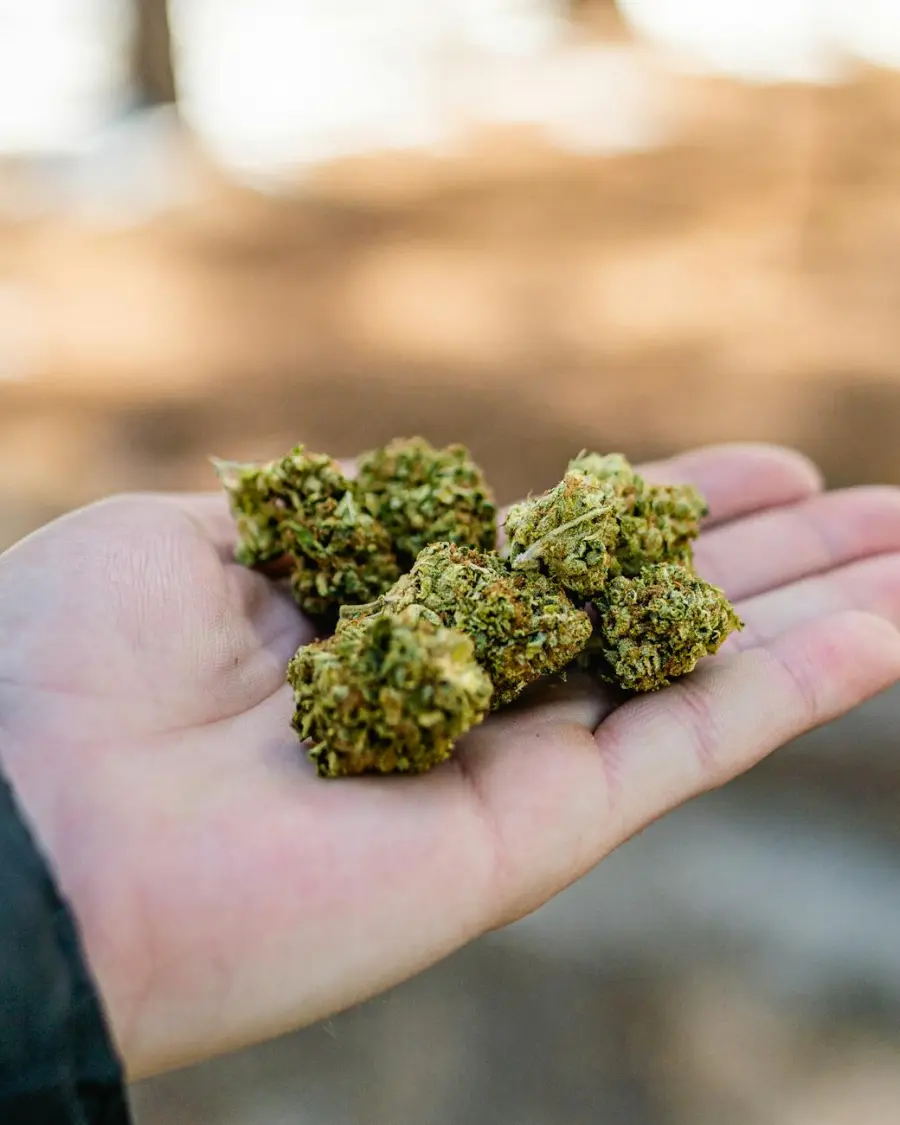 Bologna, 10 chili di marijuana nel sacco da boxe: arrestato