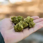 Bologna, 10 chili di marijuana nel sacco da boxe: arrestato
