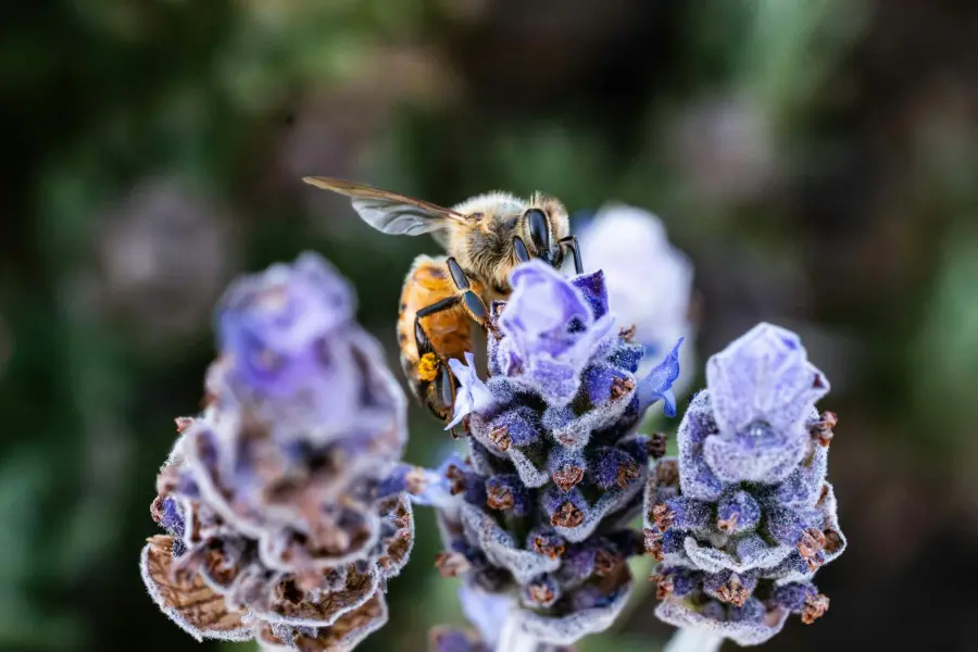 Bologna, al DISTAL wildflower strip monitorata con sensore 3Bee