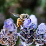 Bologna, al DISTAL wildflower strip monitorata con sensore 3Bee